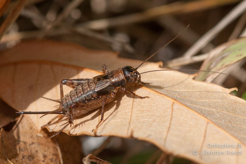 Nemobius sylvestris ♀. Die Legeröhre des ♀ ist körperlang und damit deutlich länger als bei den beiden Pteronemobius-Arten - FR, Alpes-Maritimes, Belvédère, 27.09.2009