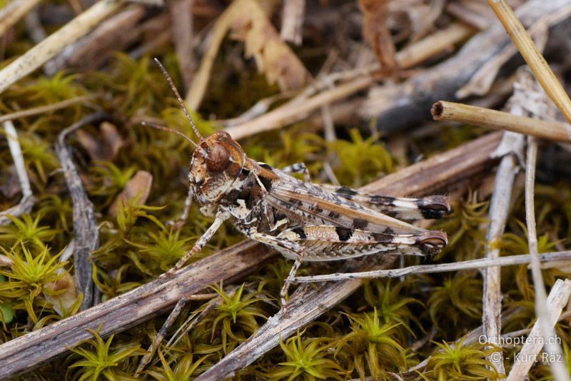 Südwesteuropäischer Grashüpfer (Dociostaurus genei) ♀ - Fr, bei Rians, 05.07.2014