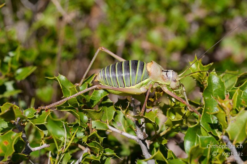 Westliche Sattelschrecke (Ephippiger diurnus) ♂ - FR, Plateau d' Aumelas, 11.07.2014