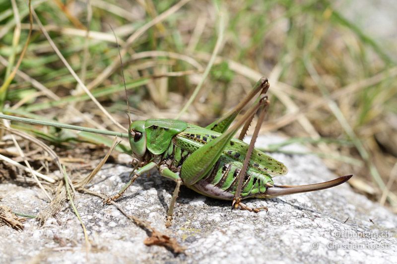 Decticus verrucivorus ♀ - CH, VS, Ulrichen, 01.07.2011