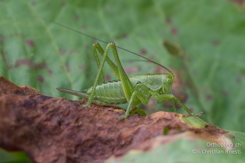 5. Larvenstadium von Tettigonia viridissima ♀ - GR, Ostmakedonien, Didimoticho, 14.05.2013