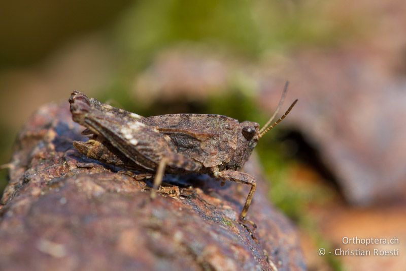 Tetrix undulata ♂ - CH, BE, Bickigen, 21.03.2012