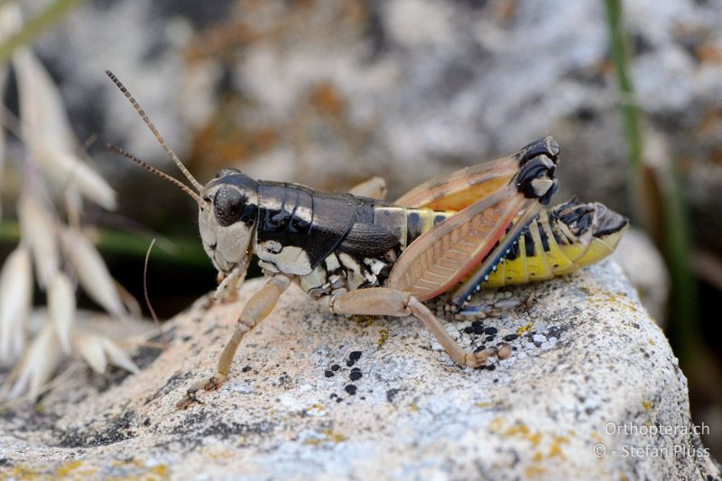 Podisma amedegnatoae ♂ - FR, Mont Ventoux, 04.07.2014