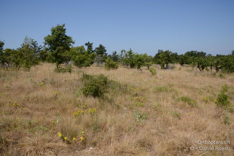 Lebensraum von Acrometopa macropoda, Barbitistes yersini und Barbitistes ocskayi - HR, Istrien, Svetvinčenat, 19.07.2015