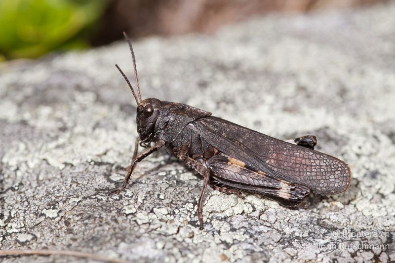 Psophus stridulus ♂ - CH, VS, Törbel, 22.09.2013