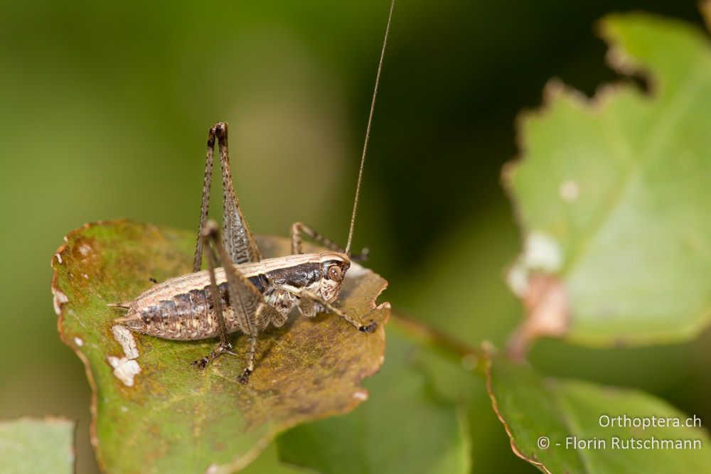 Kleine Strauschrecke (Yersinella raymondi) - HR, Istrien, Buzet, 25.07.2014