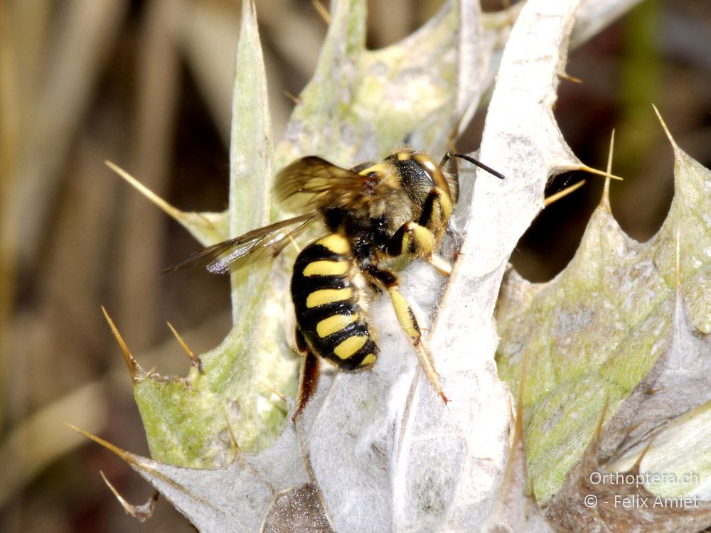 Anthidium florentinum - GR, Zentralmakedonien, Mt. Hortiatis, 04.07.2013