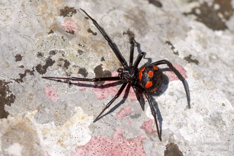 Europäische Schwarze Witwe, Latrodectus tredecimguttatus - HR, Primorsko-goranska županija, Cres, Predošćica, 23.07.2015