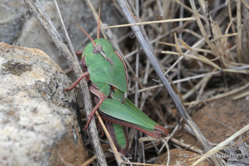 Larve der Wanderheuschrecke (Locusta migratoria) - FR, Crau, 08.07.2014