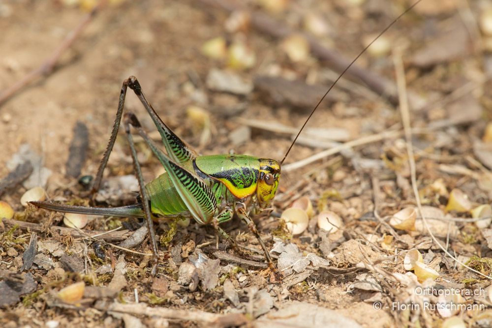 Eupholidoptera cephalonica ♀ - GR, Ionische Inseln, Kefalonia, 16.06.2024