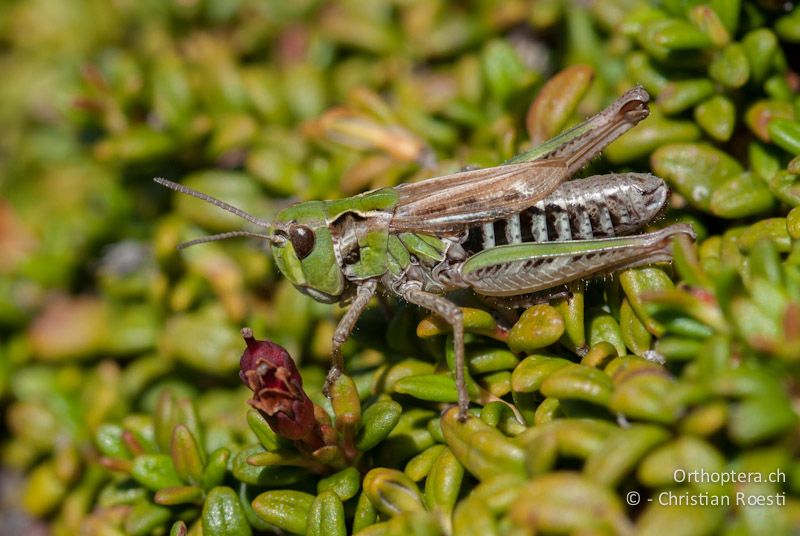 Aeropedellus variegatus ♀ - CH, GR, Muottas Muragl, 02.08.2008