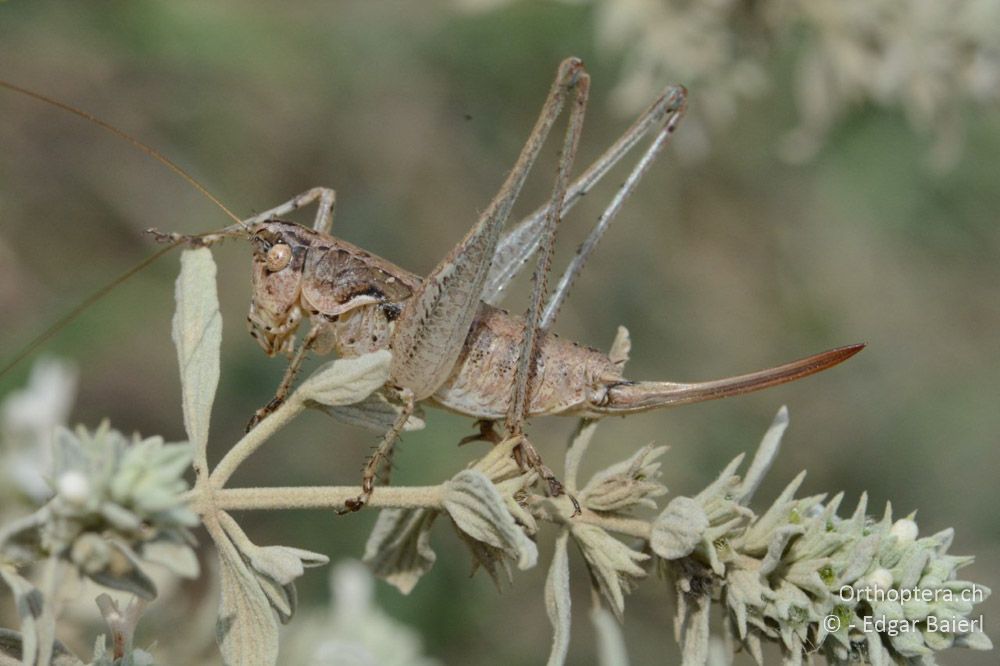 Rhacocleis germanica ♀ - BG, Blagoewgrad, Rupite, 13.07.2018