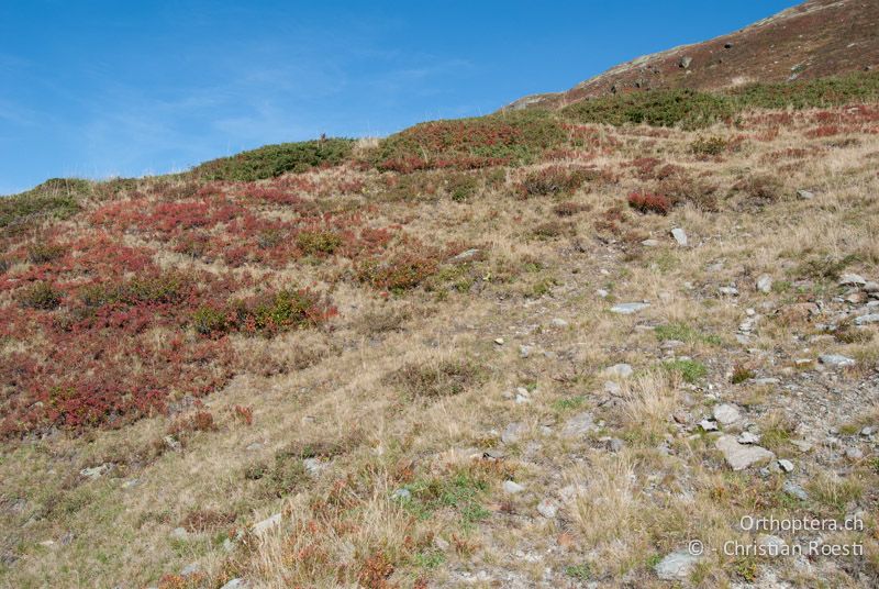 Übergänge zwischen Zwergstrauchheide und Magerrasen mit vegetationslosen Stellen - CH, VS, Grosser Sankt Bernhard, 22.09.2009