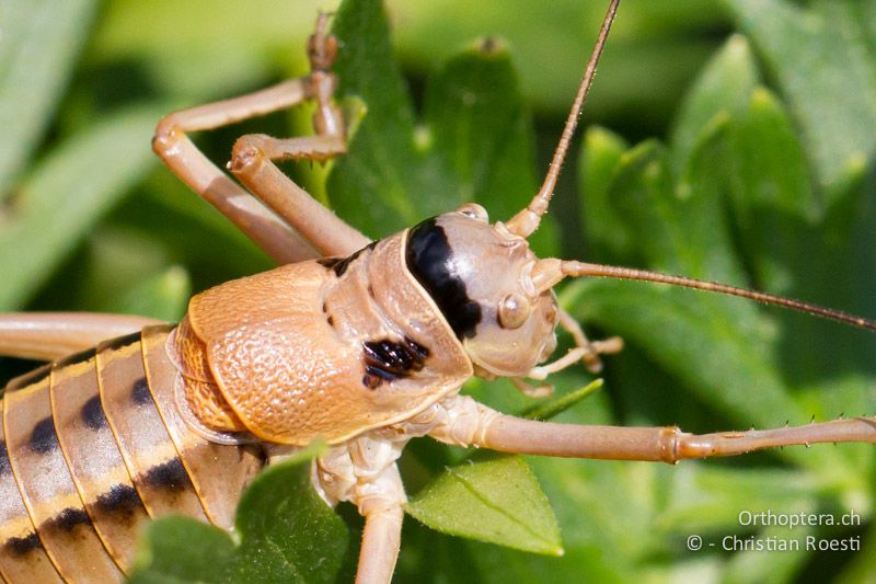 Vorderkörper von Ephippiger terrestris bormansi ♀. Viele Sattelschrecken haben einen schwarzen Hinterkopf (Occiput). Er ist aber oft erst zu sehen, wenn der Kopf nach vorne geneigt wird - CH, TI, Mt. Generoso, 18.08.2013