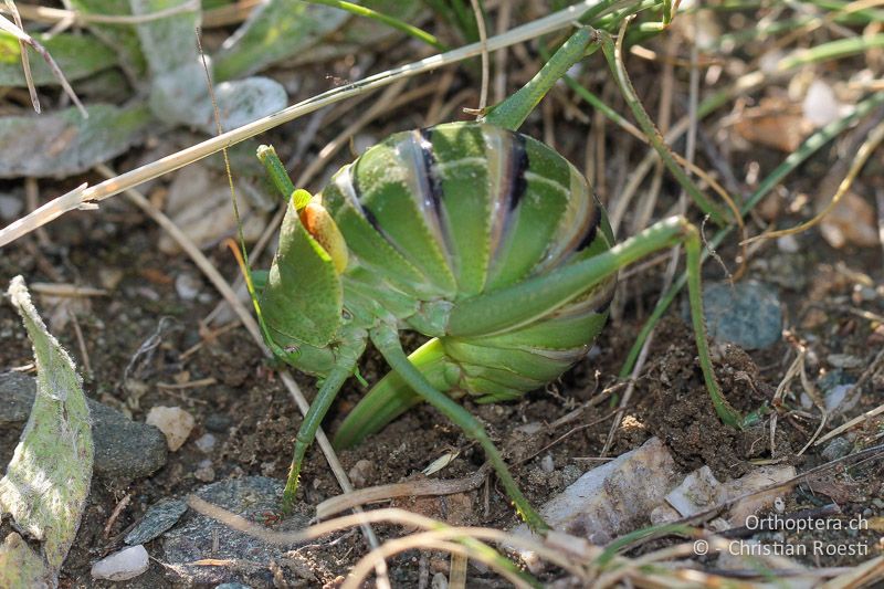 Polysarcus denticauda ♀ bei der Eiablage in den Boden. Die Intersegmentalhäute sind in dieser Position angespannt und schön zu sehen - GR, Ostmakedonien, Mt. Pangeon, 11.07.2012