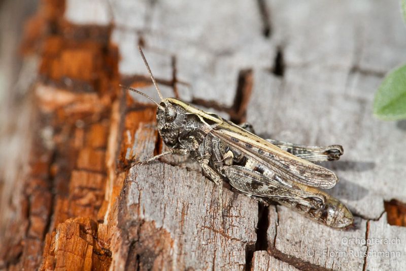 Omocestus haemorrhoidalis ♀ - CH, VS, Törbel, 22.09.2013