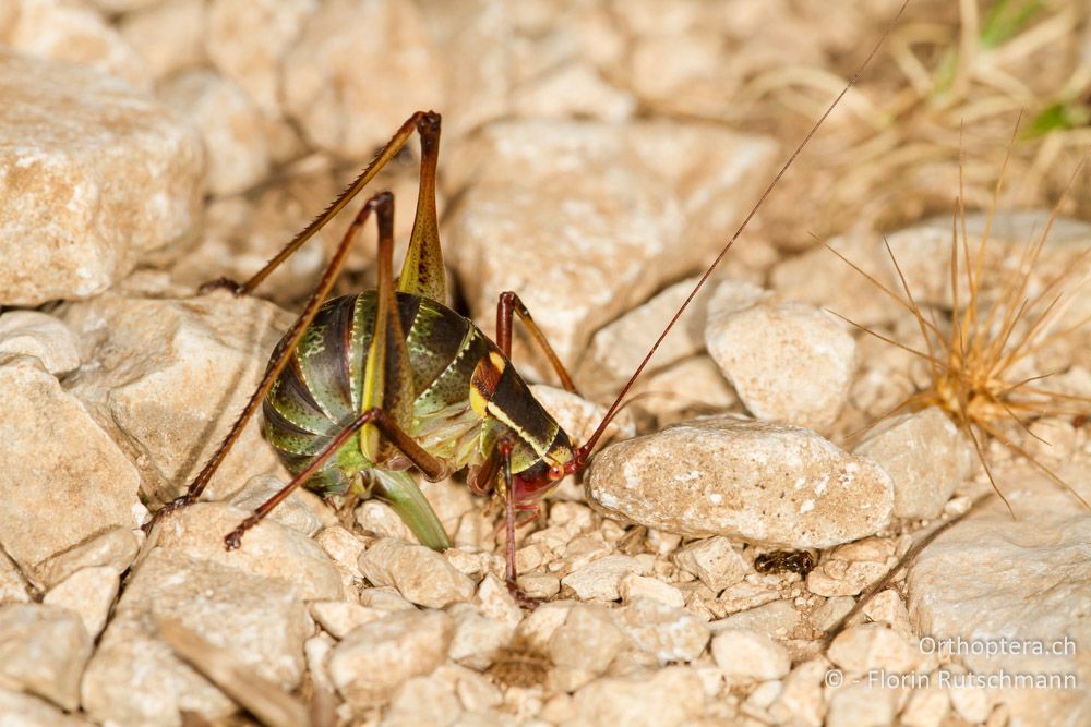 Barbitistes yersini bei der Eiablage - HR, Istrien, Herboki, 15.06.2014