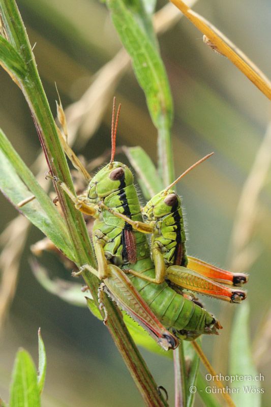 Pseudopodisma fieberi Paarung - AT, Kärnten, Bleiberg, 29.07.2014