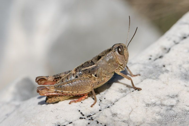 Paracaloptenus cristatus ♀ - HR, Istrien, Mala Učka, 21.07.2015