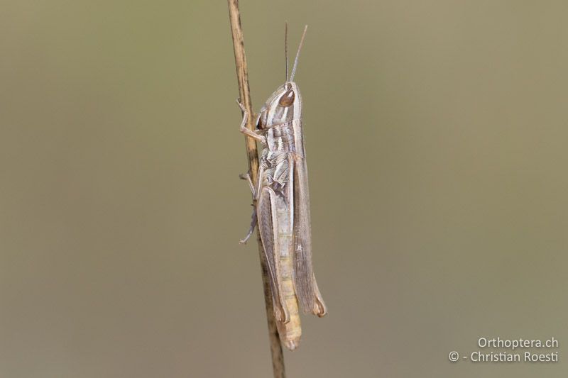 Euchorthippus pulvinatus ♀ - HU, Südliche Grosse Tiefebene, Kecskemét, 08.07.2016