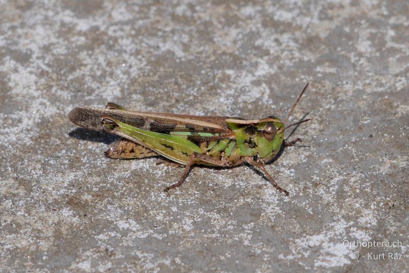 Grüne Strandschrecke (Aiolopus thalassinus) ♀ - FR, Camargue, 09.07.2014