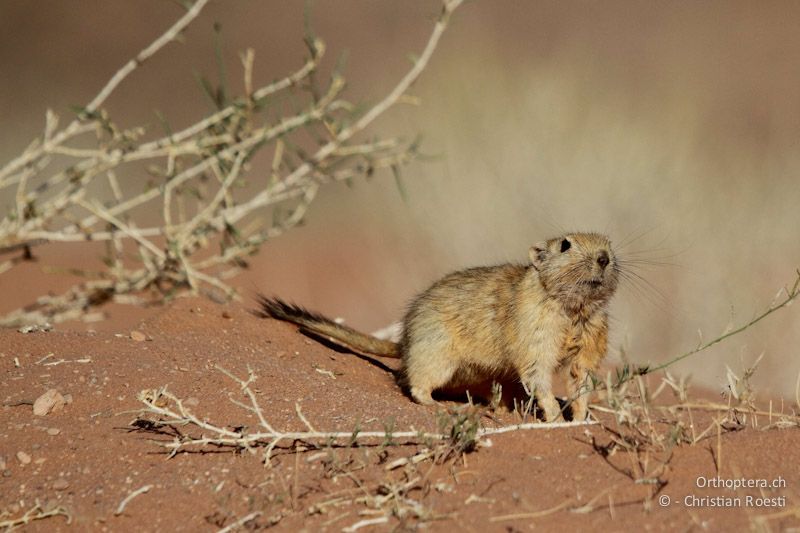 Sandrennmaus (Fat sand rat, Psammomys obesus) in der Wüste von Wadi Rum, 14.05.2011