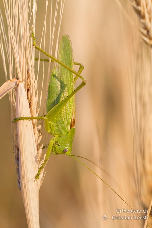 Tettigonia caudata ♂ - GR, Peloponnes, Spathovouni, 24.05.2013