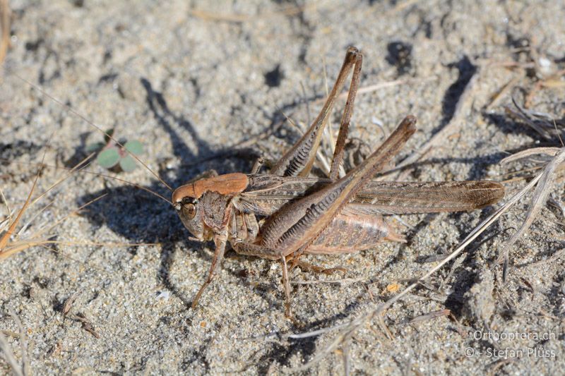 Platycleis sabulosa ♂ - FR, Camarque, 09.07.2014