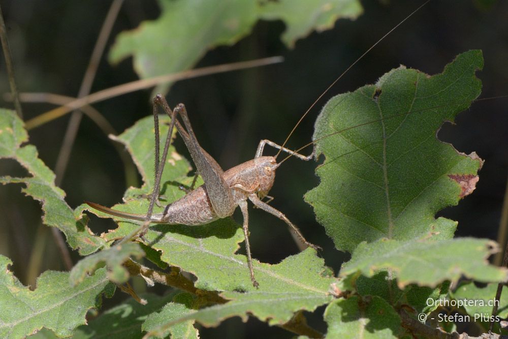 Rhacocleis germanica ♀ - HR, Istrien, Bokordići, 19.07.2015