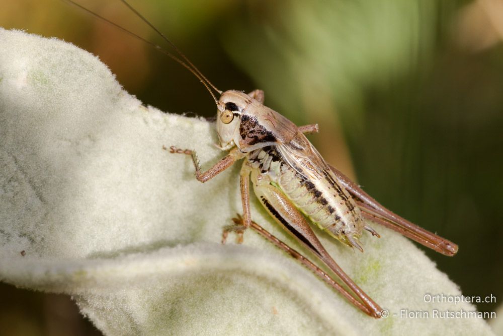 Metrioptera oblongicollis - Mt. Vernon, 17.07.2011