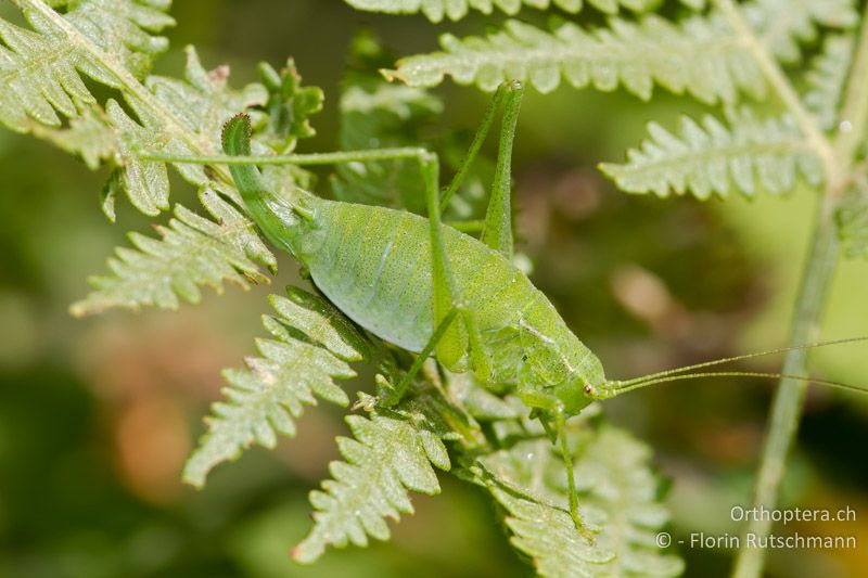 Poecilimon gracilis ♀ - GR, Westmakedonien, Mt. Vernon, 17.07.2011