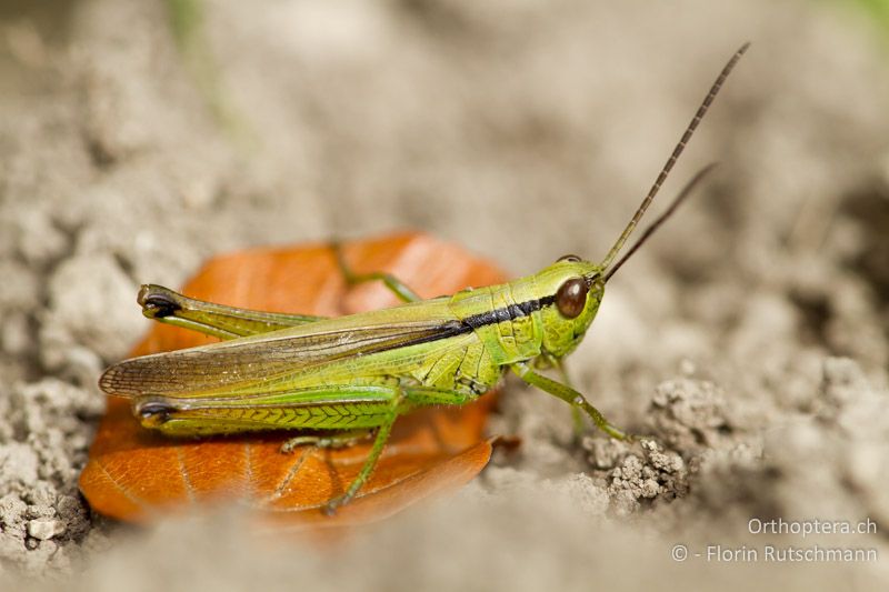 Mecostethus parapleurus ♂ - CH, SH, Hemmental, 13.08.2011