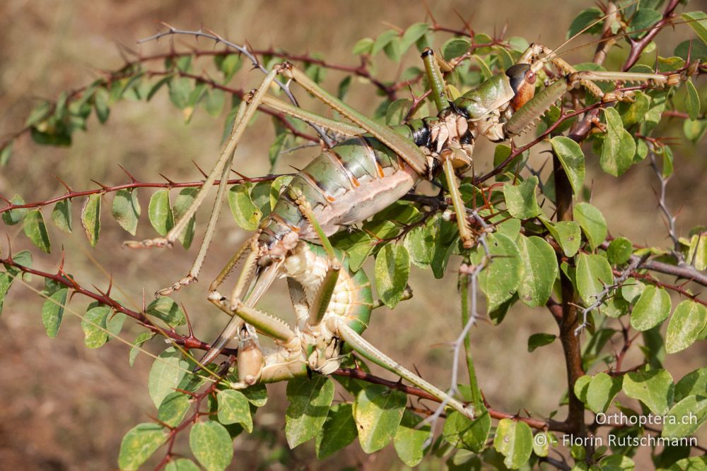 Paarung der Giganten! Das kleinere Männchen stürzte sich wie besessen auf das apathisch wirkende Weibchen. Sägeschrecken (Saga natoliae) - Bei Asprovalta, 11.07.2012