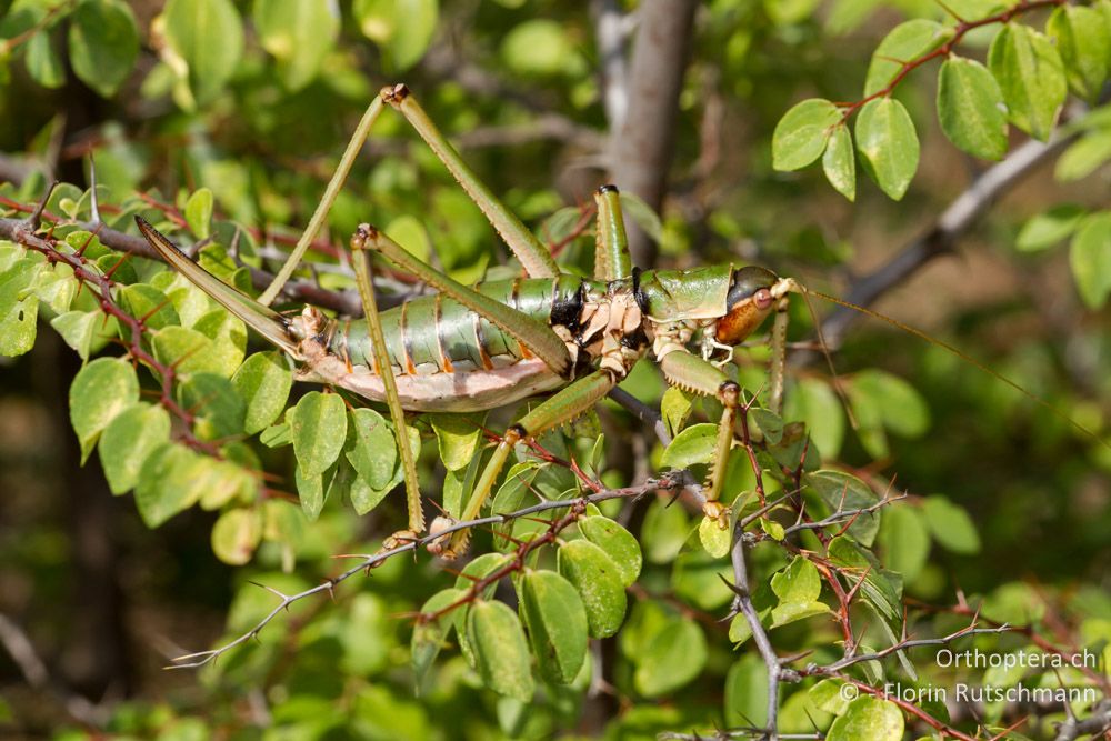 Riesiges Weibchen der Sägeschrecke Saga natoliae - Bei Asprovalta, 11.07.2012