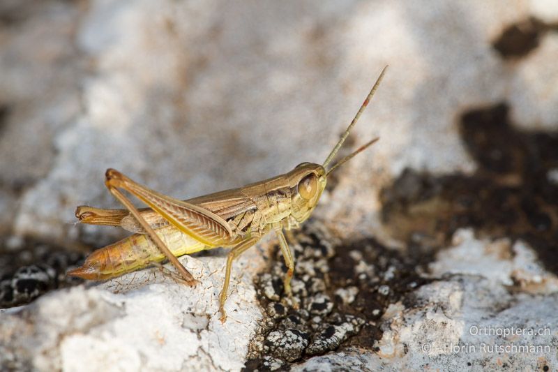 Euchorthippus declivus ♂ - GR, Epirus, Mt. Tomaros, 29.07.2013