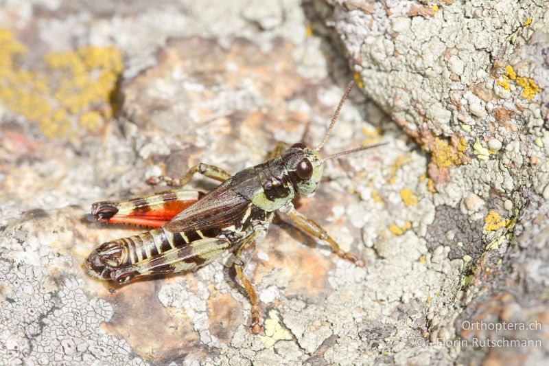 Bohemanella frigida ♂ - CH, GR, Berninapass, 20.09.2013