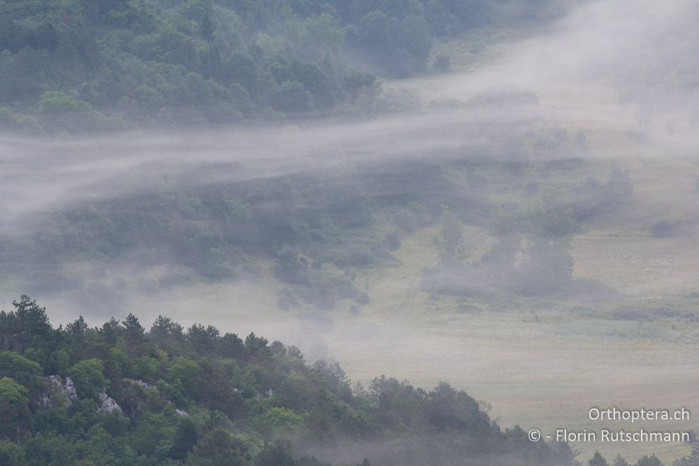 Nebelschleier durchziehen die Landschaft - HR, Istrien, Brest, 26.07.2014