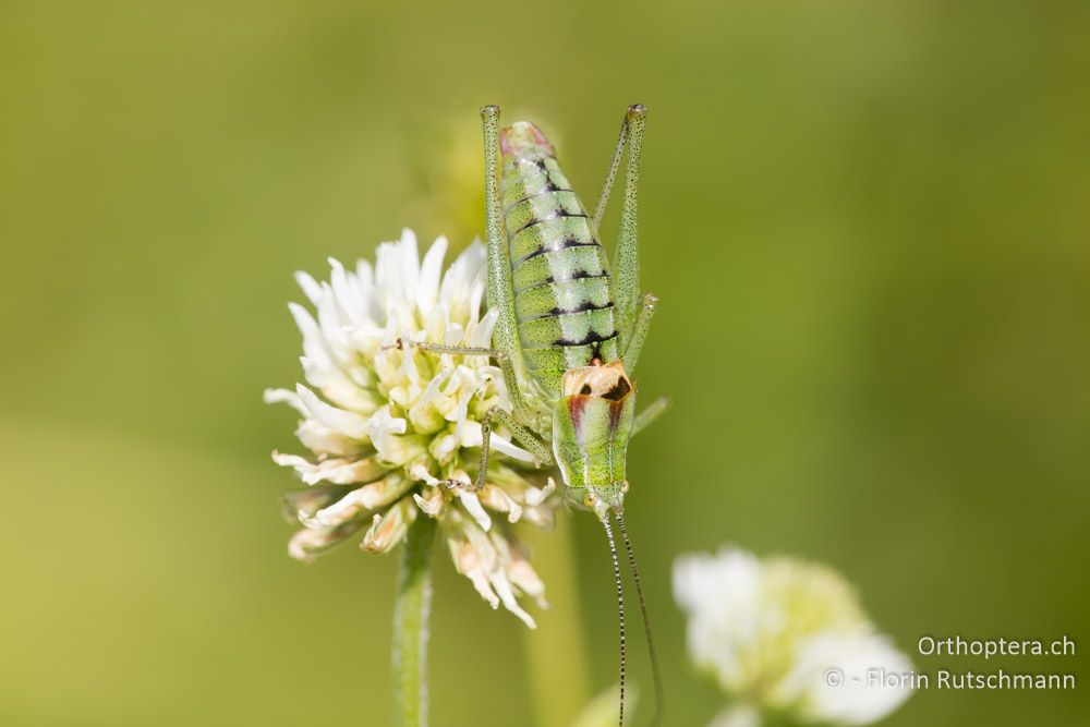 Gehöckerte Buntschrecke (Poecilimon ampliatus) ♂ - HR, Istrien, Vela Učka, 22.06.2016