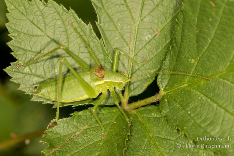 Isophya camptoxypha ♂ - AT, Niederösterreich, Mödling, 09.07.2016