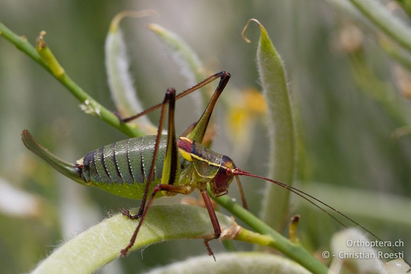 Barbitistes yersini ♀ - HR, Istrien, Trget, 05.06.2014