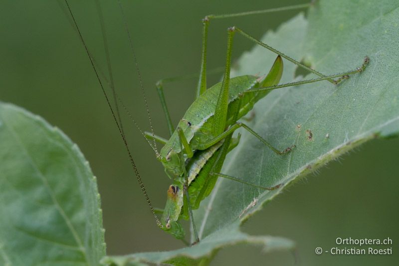 Beginn der Paarung von Leptophyes boscii - HR, Istrien, Vozilići, 13.06.2014