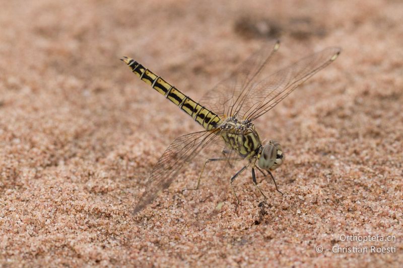 Brachythemis leucosticta, Banded Groundling ♀ - SA, Limpopo, Mutale, Pafuri River Camp, 04.01.2015