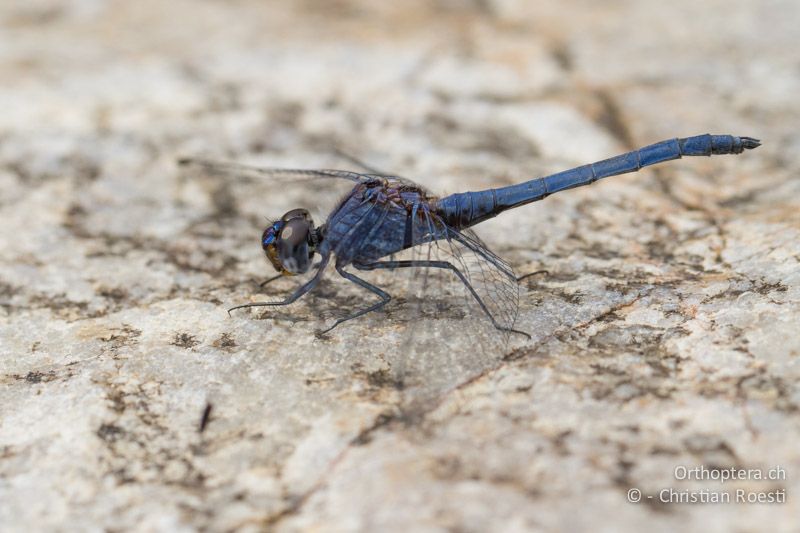 Trithemis cf. furva, Navy Dropwing ♂ - SA, Nort West, Rustenburg, Sparkling Waters Hotel, Magaliesberg, 14.01.2015