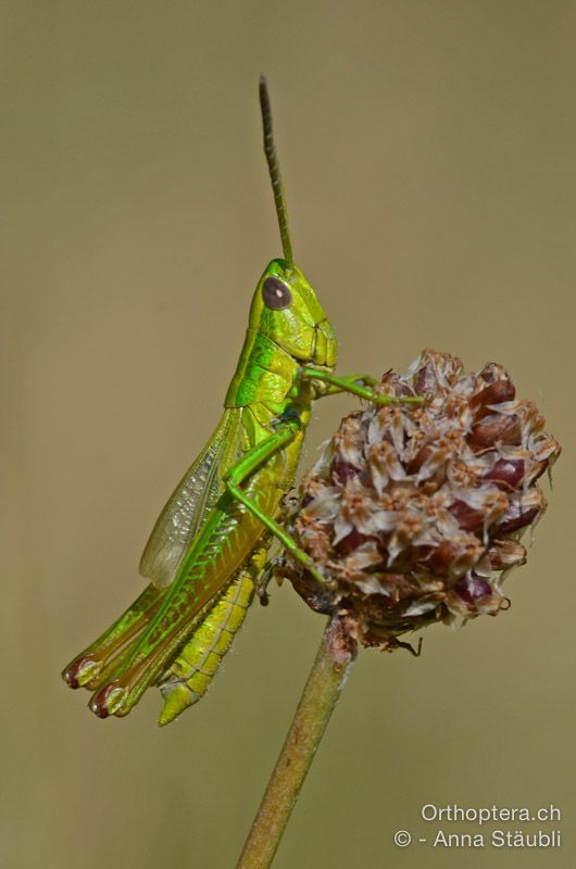 Euthystira brachyptera ♂ - HR, Istrien, Mala Učka, 20.07.2015