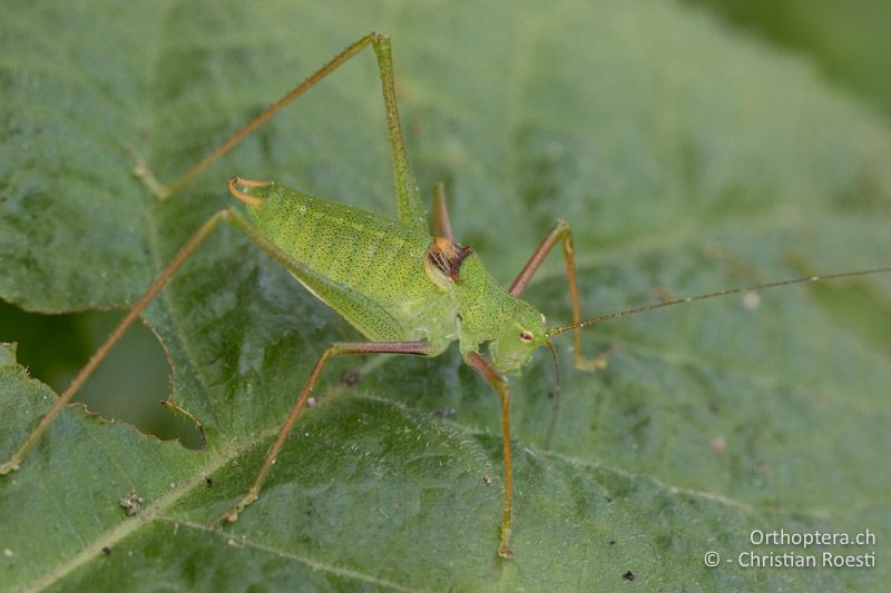 Poecilimon schmidti ♂ - SLO, Osrednjeslovenska, Ljubljana, Flughafen, ex situ, 10.07.2016