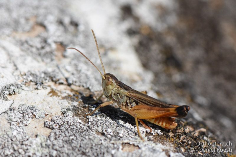 Stenobothrus graecus ♂ - BG, Chaskowo, Matochina, 09.07.2018