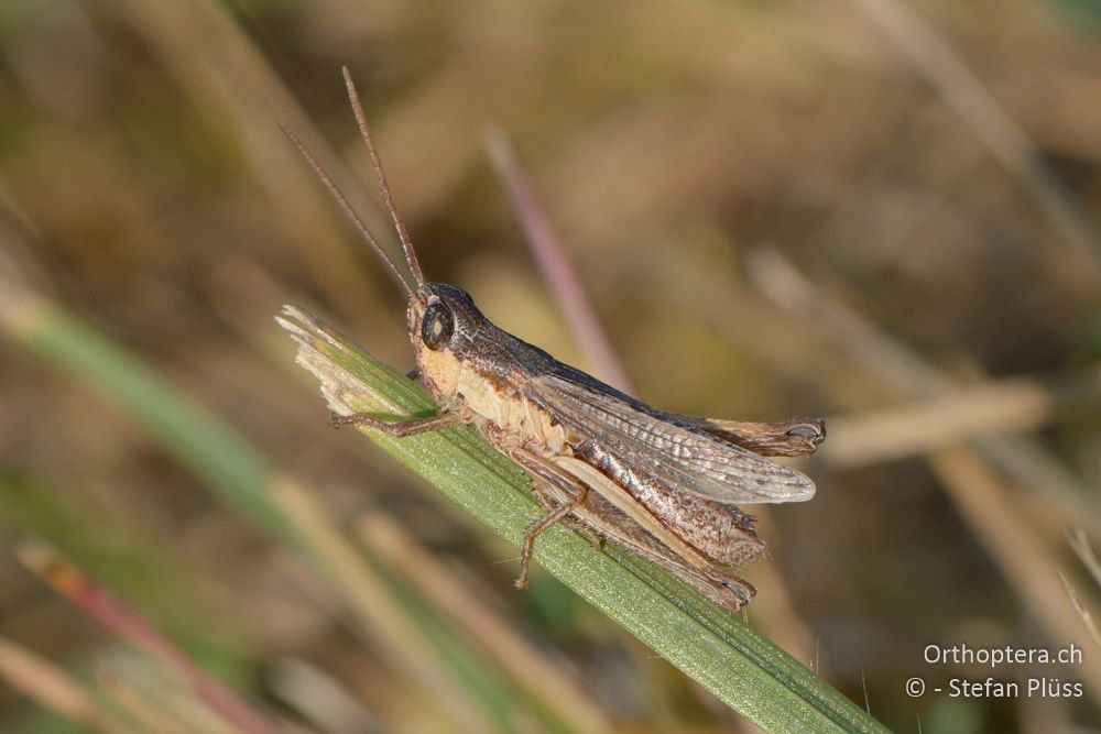 Chorthippus dorsatus ♂ - HR, Istrien, Boljunsko Polje, 20.07.2015