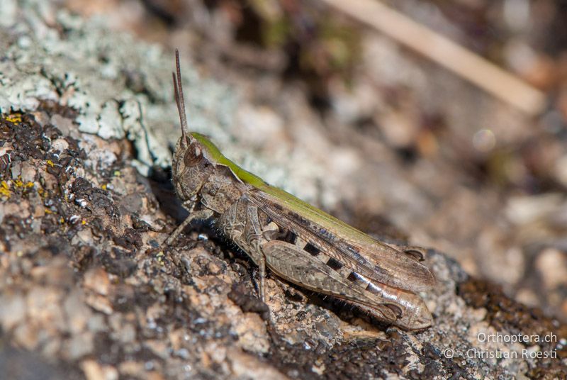 Chorthippus mollis ♀ - FR, Pyrénées-Orientales, Enveitg, 06.10.2010