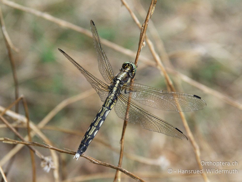 Östlicher Blaupfeil (Orthetrum albistylum) ♀ - GR, Zentralmakedonien, Kerkini-See, 08.07.2013