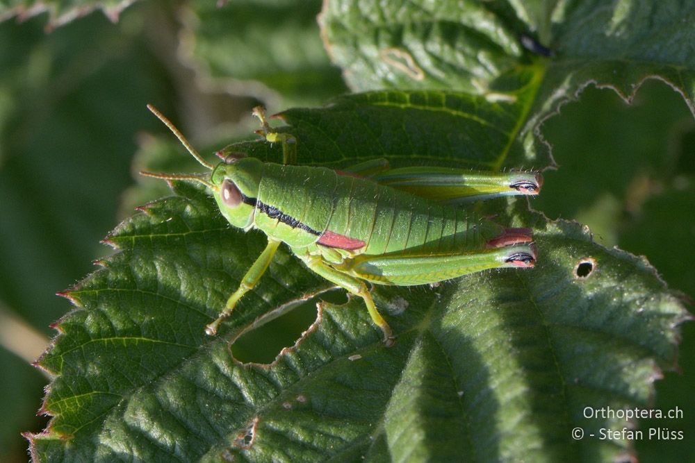 Odontopodisma fallax - HR, Istrien, Mala Učka, 20.07.2015